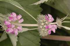 Phlomis spectabilis